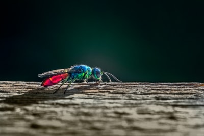 green and brown insect on brown wooden surface